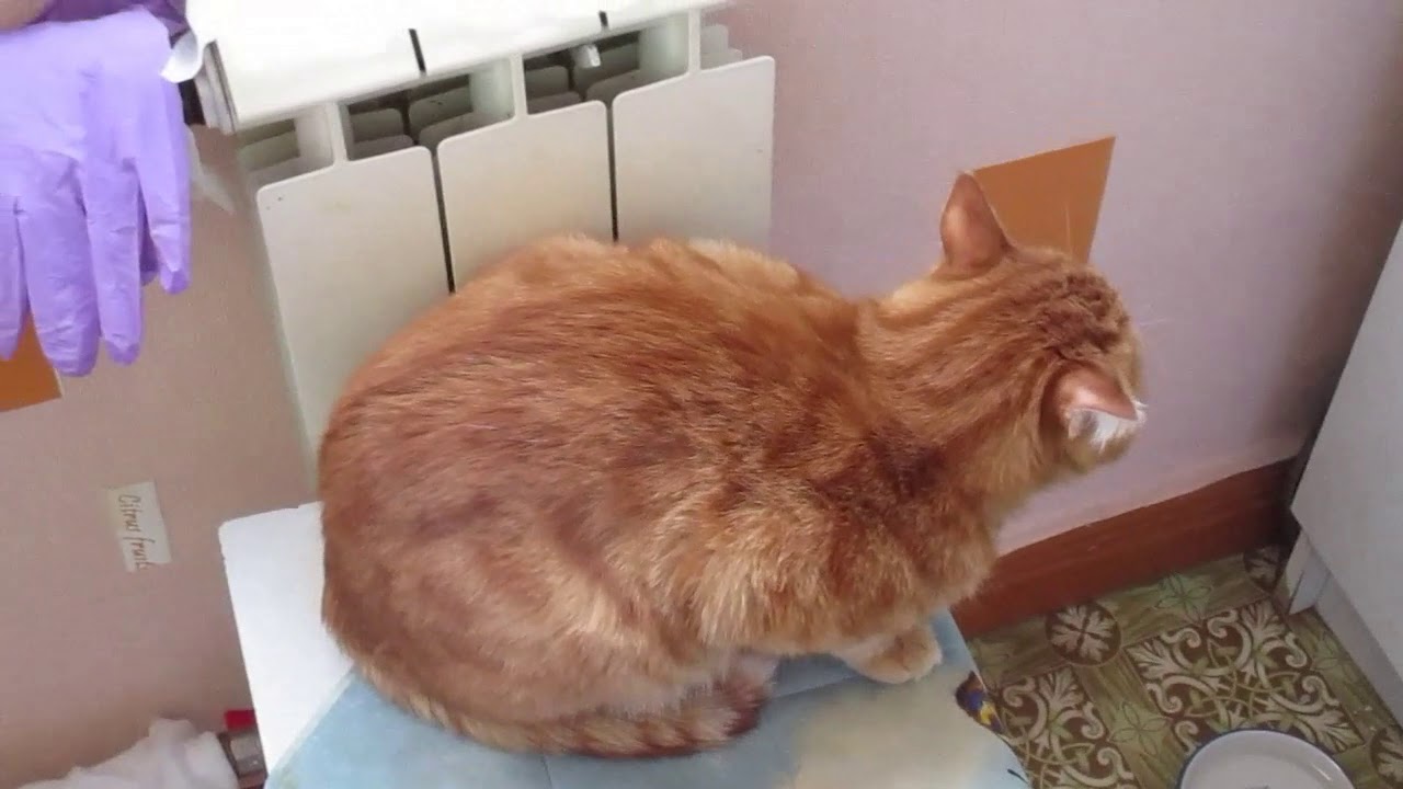 Жизнь кота Рыжего. Фильм HD. Смотреть в хорошем качестве.