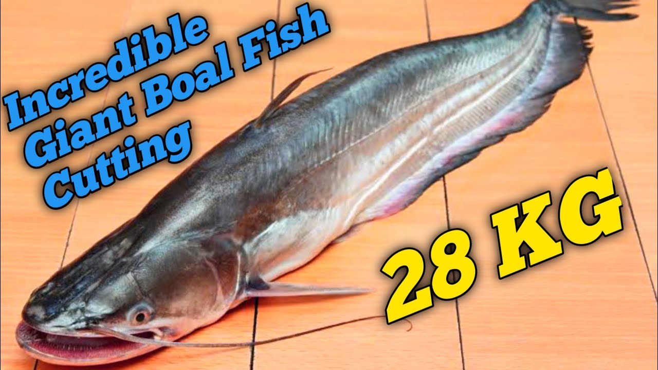 Incredible 28 Kg Giant Boal Fish Cutting Live In Fish Market Amazing