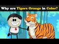 Why are Tigers Orange in Color? + more videos | #aumsum #kids #science #education #children