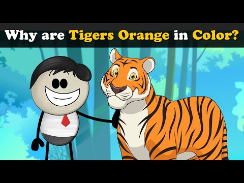 Why are Tigers Orange in Color? + more videos  #aumsum #kids #science  #education #children 