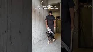 He is unstoppable 🥹💪🏻 | Day 260 of recovery from Paralysis and Canine Distemper