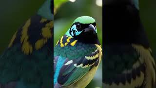 ग्रीन-हेडेड टैनजर #facts #interestingfacts #wildlife #animals #funfacts #birds #adorefacts