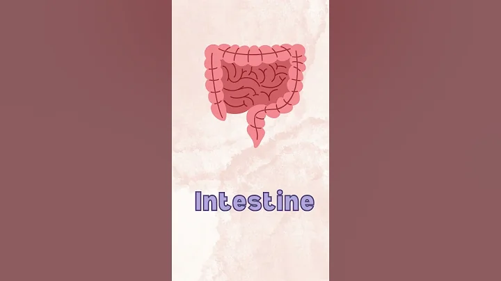 Internal body parts and their functions || Internal Organs of the Body #parts #bodyparts