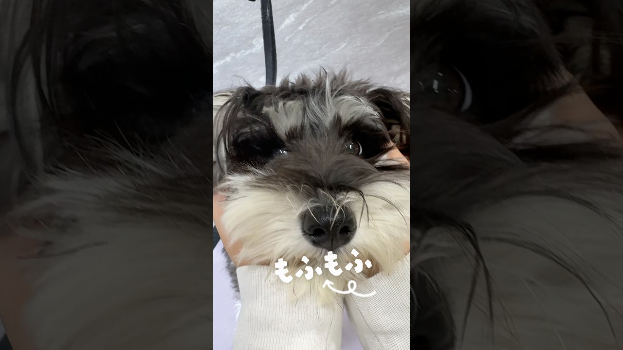 シュナウザーがもっと好きになる瞬間🐾」 眉・口元・シルエットシュナウザーらしさを残しながら、その子に似合うスタイルへ✂️ #シュナウザー #シュナウザーカット #犬美容 #トリミングサロン #町田