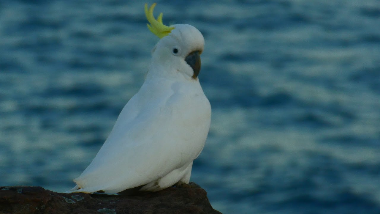 Beautiful Sulphur Crested Cockatoo 