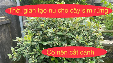 thời giam tạo nụ cho cây sim rừng|có nên cắt cành chọn trái.