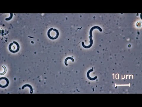 Video: Spirilla Ja Spiroheetide Erinevus