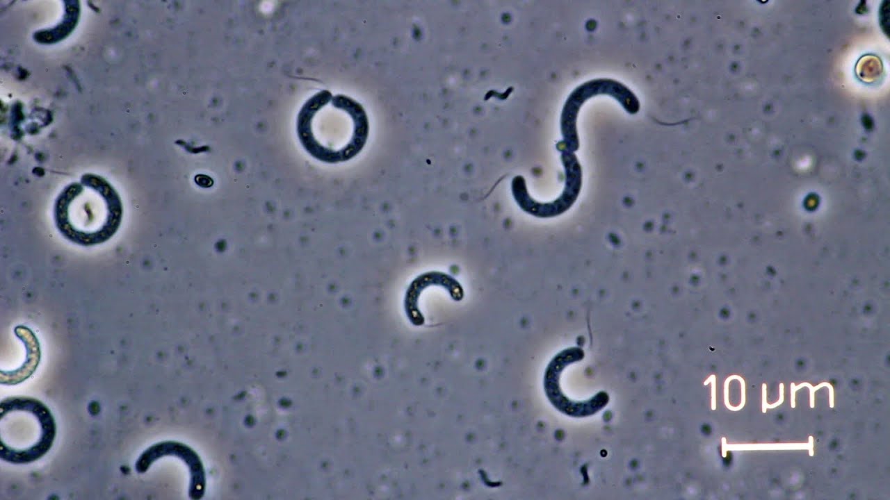 Microscope View Of Bacteria - Micropedia