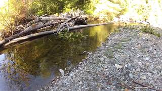 Salmon by beaver dam 2