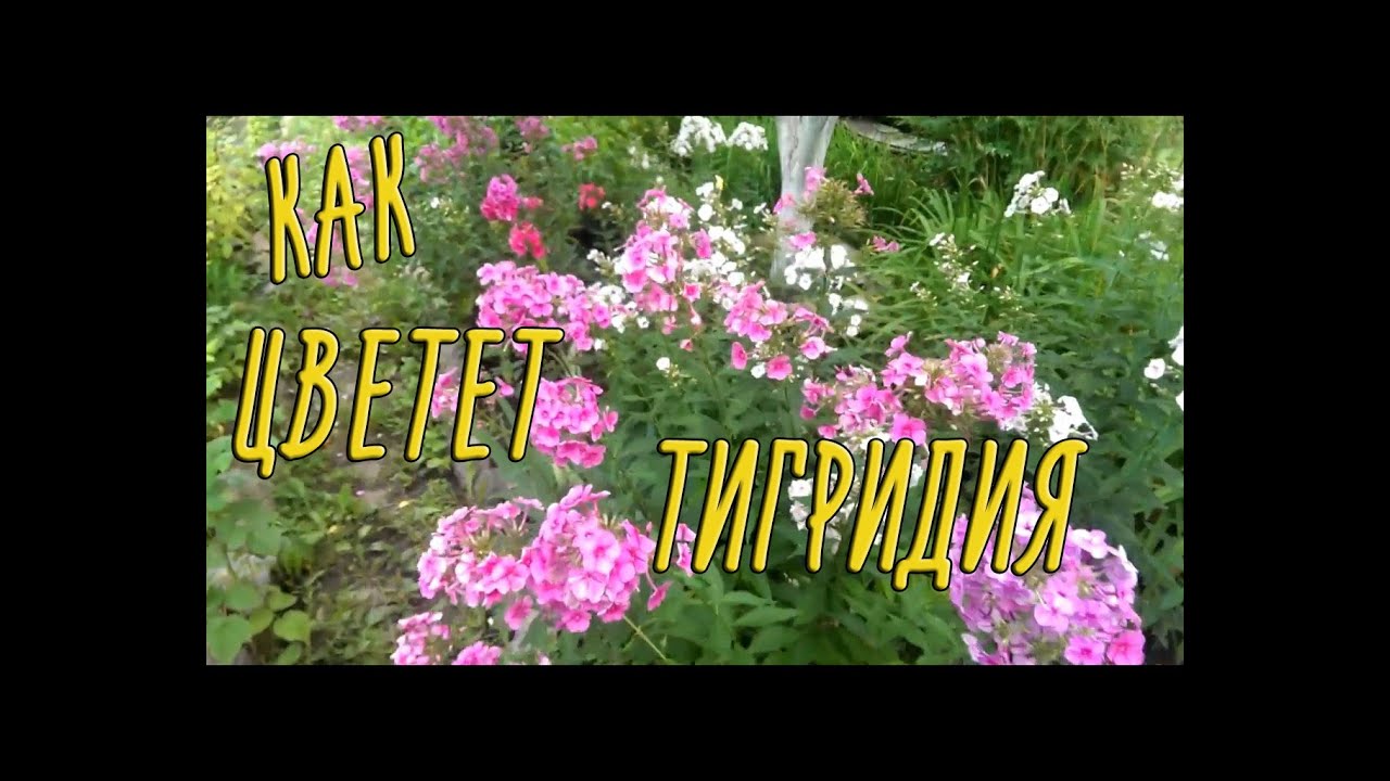 Как цветет тигридия? + любимые флоксы))