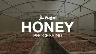 Rahasia Honey Process Wanoja Coffee - Manisnya Beda dari Natural
