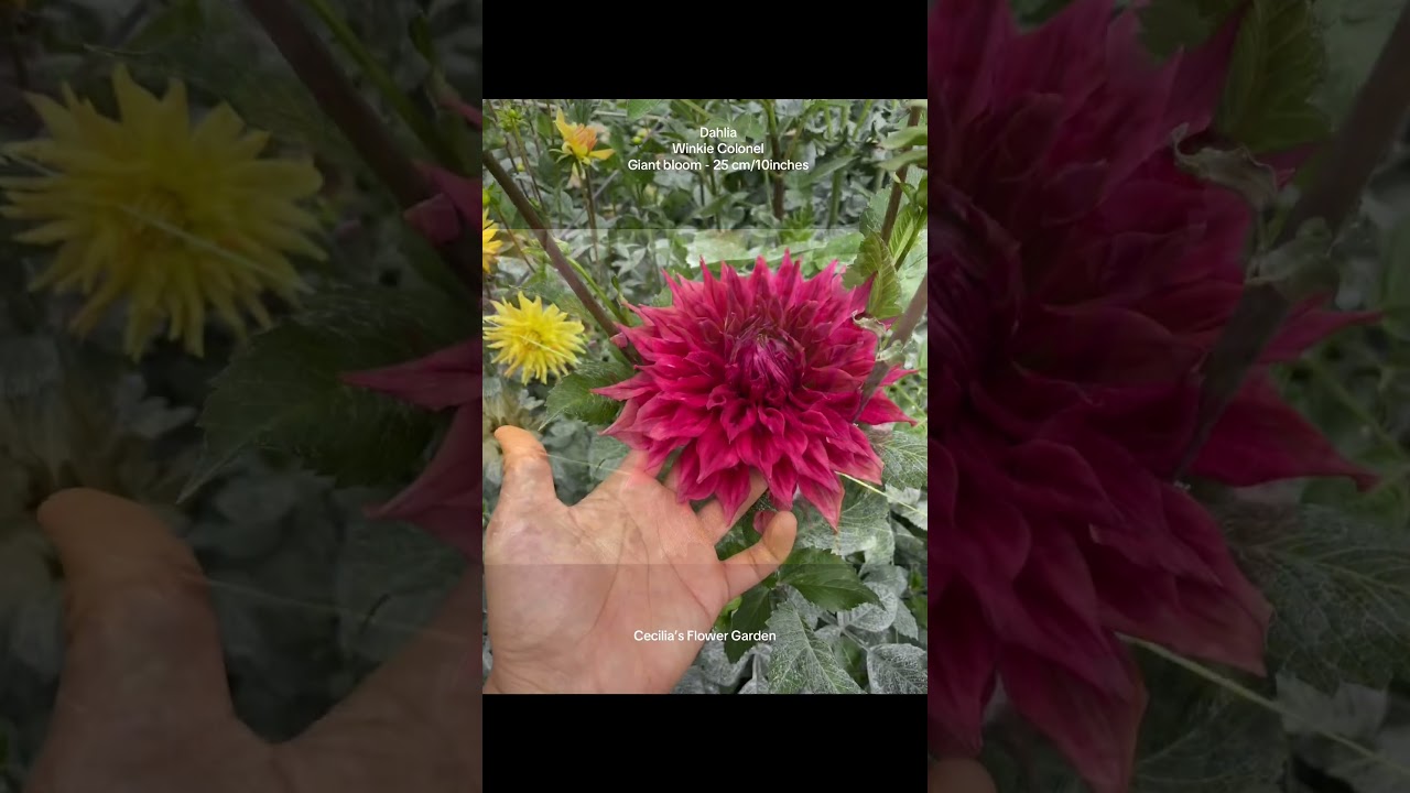 Dahlia - Winkie Colonel a giant bloom 25centimeters /10 inches