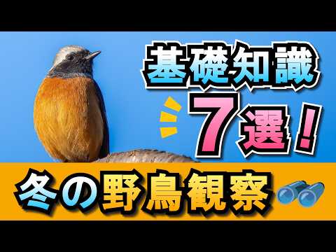 冬の野生生物観察のコツ：初心者でも見つけられる5つの方法