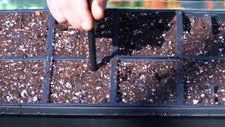 In the Garden - Direct Seeding