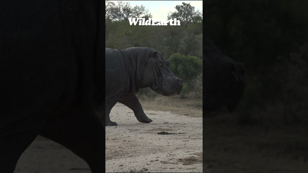 A Close Encounter with a Hippo!