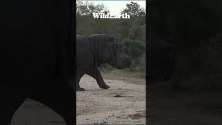 A Close Encounter With A Hippo