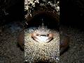 POV: Scorpion Cam Enters a Hidden Underground Colony 🦂 | Realistic Micro Camera Exploration #ai