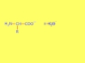 Amino Acids   student notes v2 with embedded movie