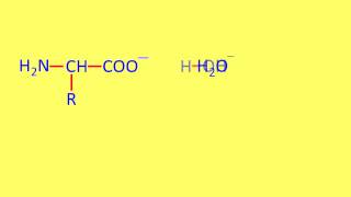 Amino Acids   student notes v2 with embedded movie