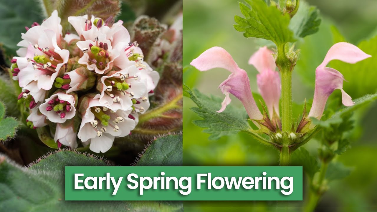 9 Perennials for Early Spring Garden Colour: My Favourites