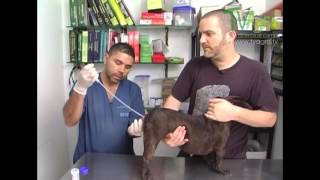 Proceso y cuidado en la inseminación artificial en caninos - TvAgro por Juan Gonzalo Angel