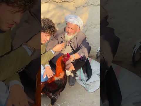 قیمت خروس ده هزار افغانی