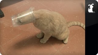 Cat's head stuck in plastic cup  Cat vs. Plastic Cup