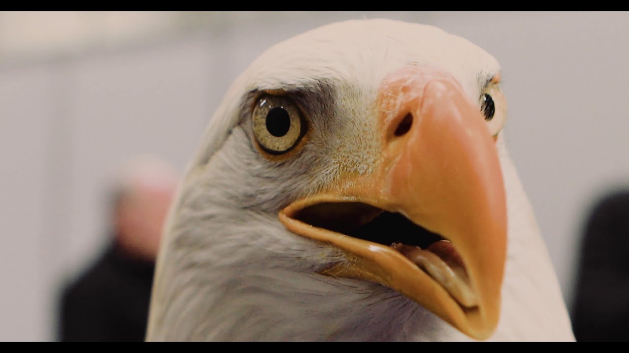 The bald eagle (Haliaeetus leucocephalus)