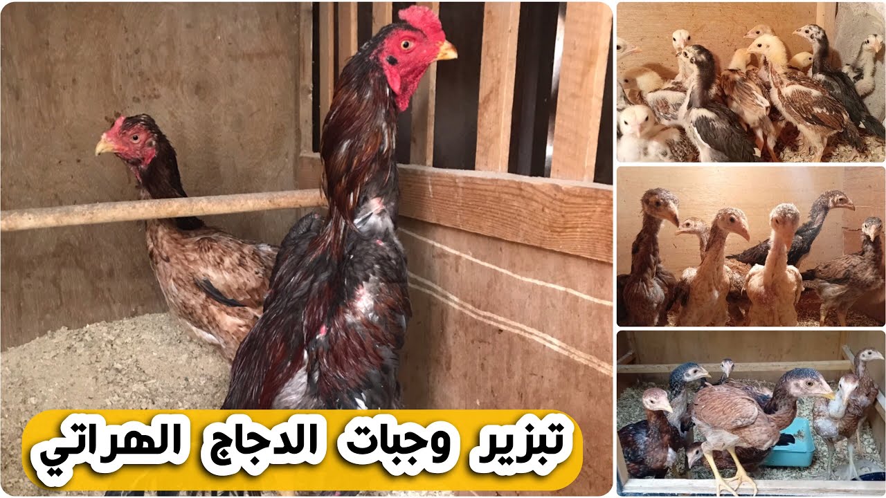 تبزير وجبات أفراخ الدجاج الهراتي 👌🐓