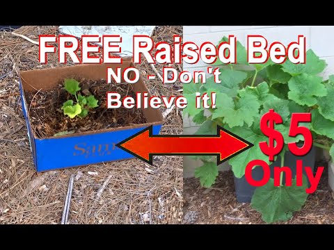 BEWARE How To Grow A Vegetable Garden RIGHT 🍅 FREE Raised Bed MISTAKES & TIPS in Container Gardening