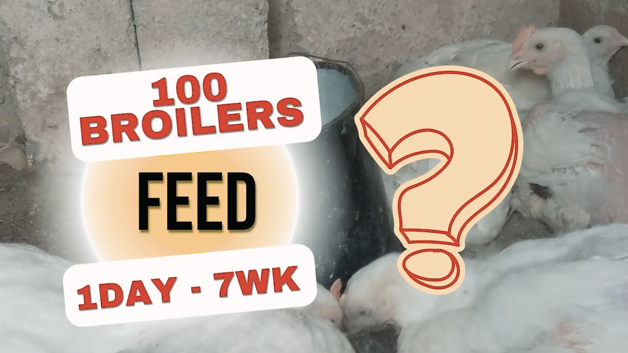 How Much Feed For 100 Broilers Per Day