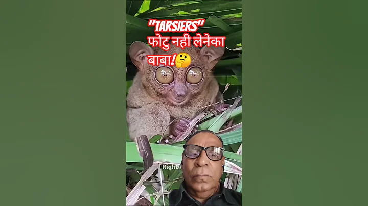 Why is it prohibited to take photos of Tarsiers?🐒#shorts #shortsfeed
