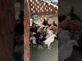 Mere iphone mea pani chala gaya 😭! #iphone #fixit #repairiphone #chicks #birds #whattowatch