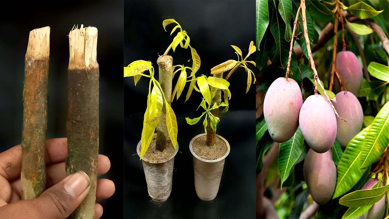 How To Grow Mango Tree From Cuttings Using Natural Rooting Aloe Vera ...