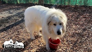 赤いプラスチックの樽がお気に入りのアランです　Great Pyrenees　グレートピレニーズ