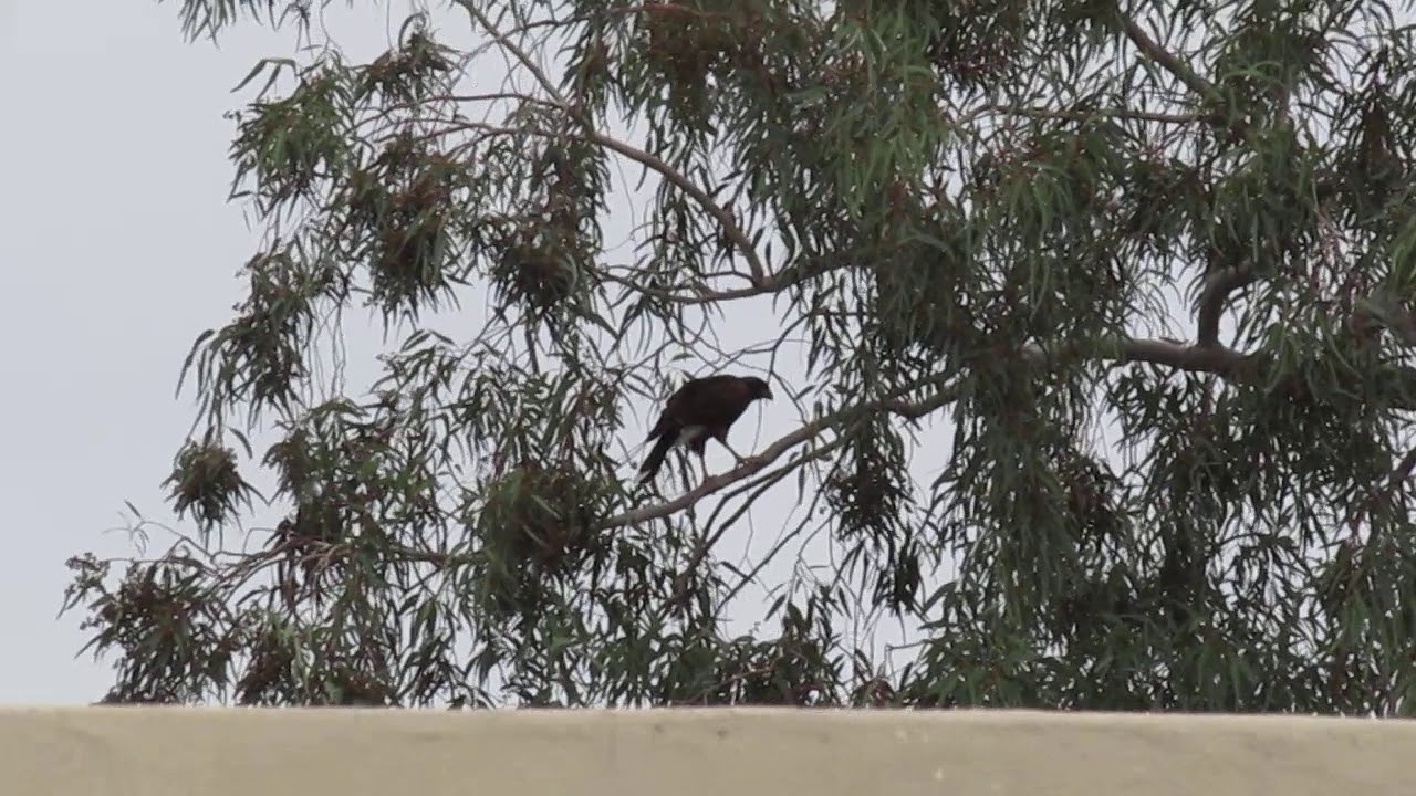 Harris's hawk family Phx az dec 2019 