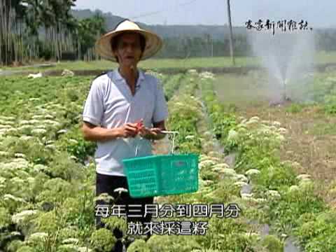 花蓮中藥材農業