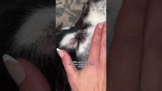 Zinc Responsive Dermatosis In Huskies And Sled Dogs