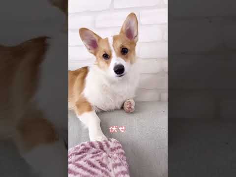 伏せてるのに伏せ！って言ってみた #コーギー #コーギー子犬 #ココちゃんファミリー #corgi