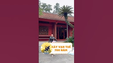 Cây vạn tuế 700 năm cùng bài học dạy con #chaconvandam #shortsviral #dạycon