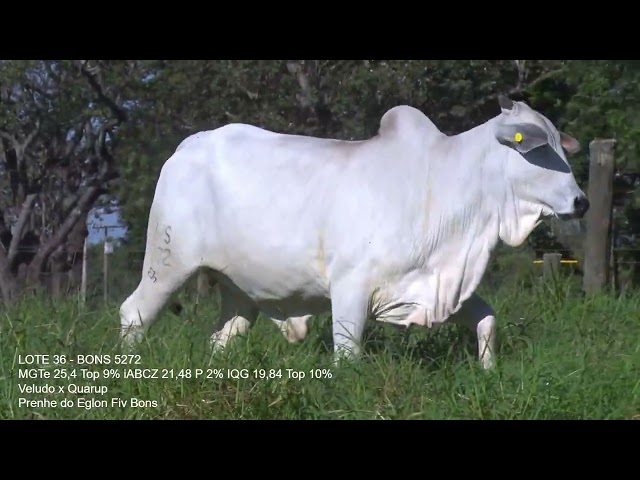 lote 36   bons 5272
