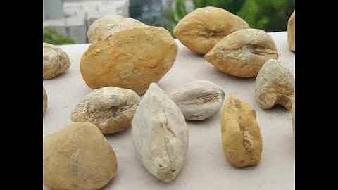 fossils snails & mussels | 100 million years ago | discover