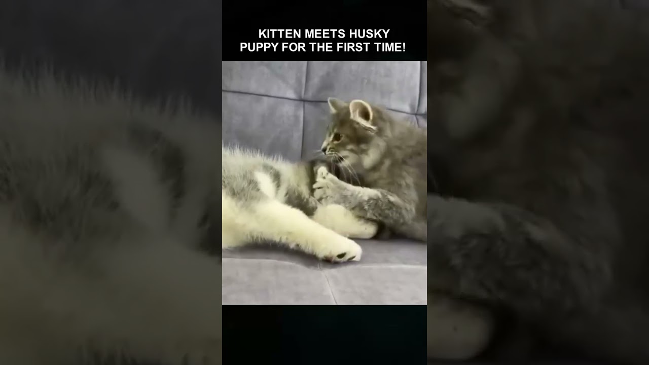 kitten meets Husky puppy for the first time! 