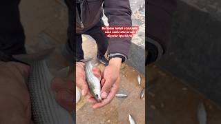 Pompayla Kefaller Uzun Süre Canlı Kalıyor Ğa