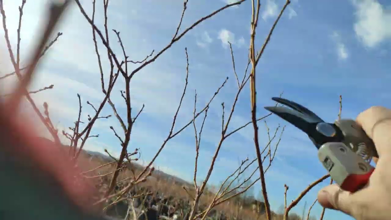 Borovnica - rezanje četvorogodišnje biljke