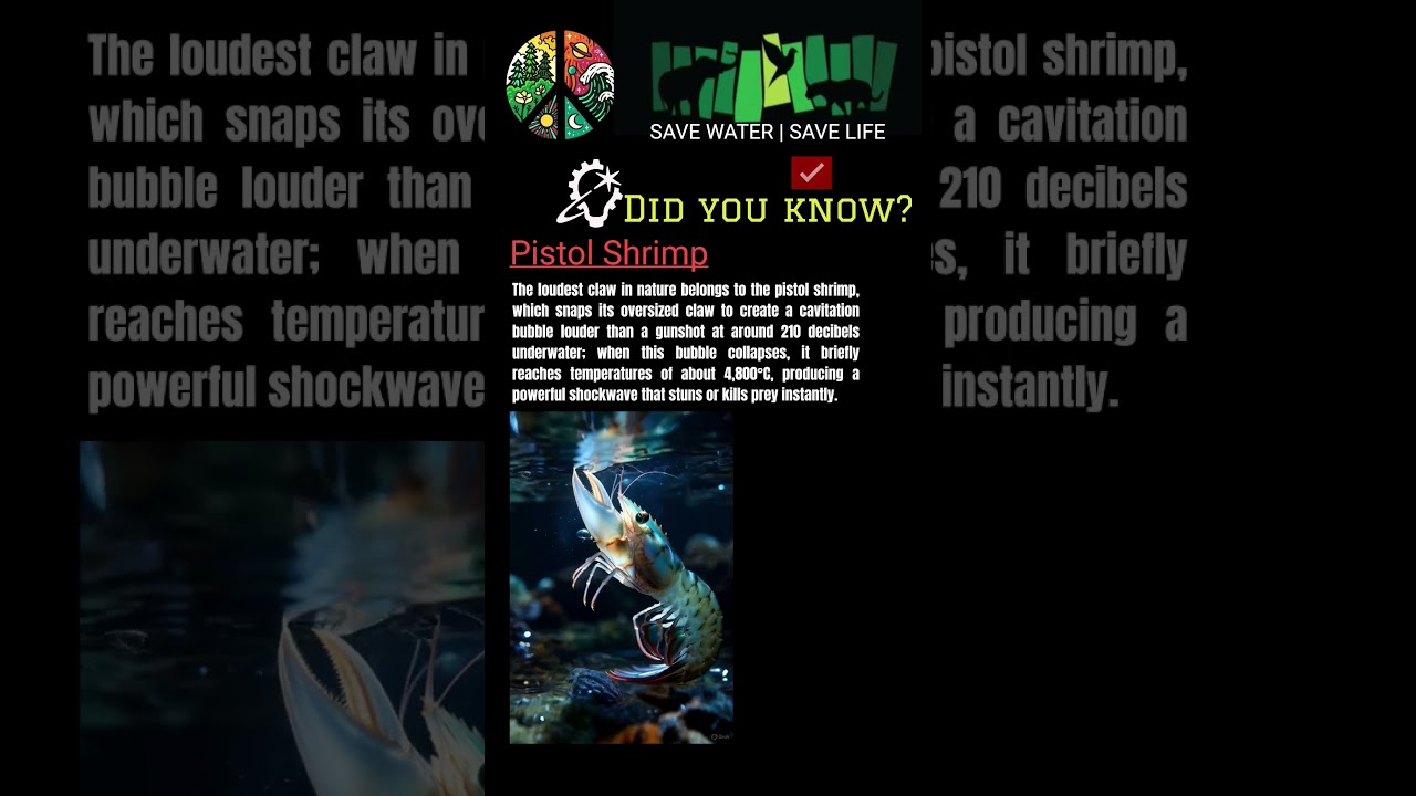 Nature’s Tiny Shockwave Machine | Loudest Claw In Nature 