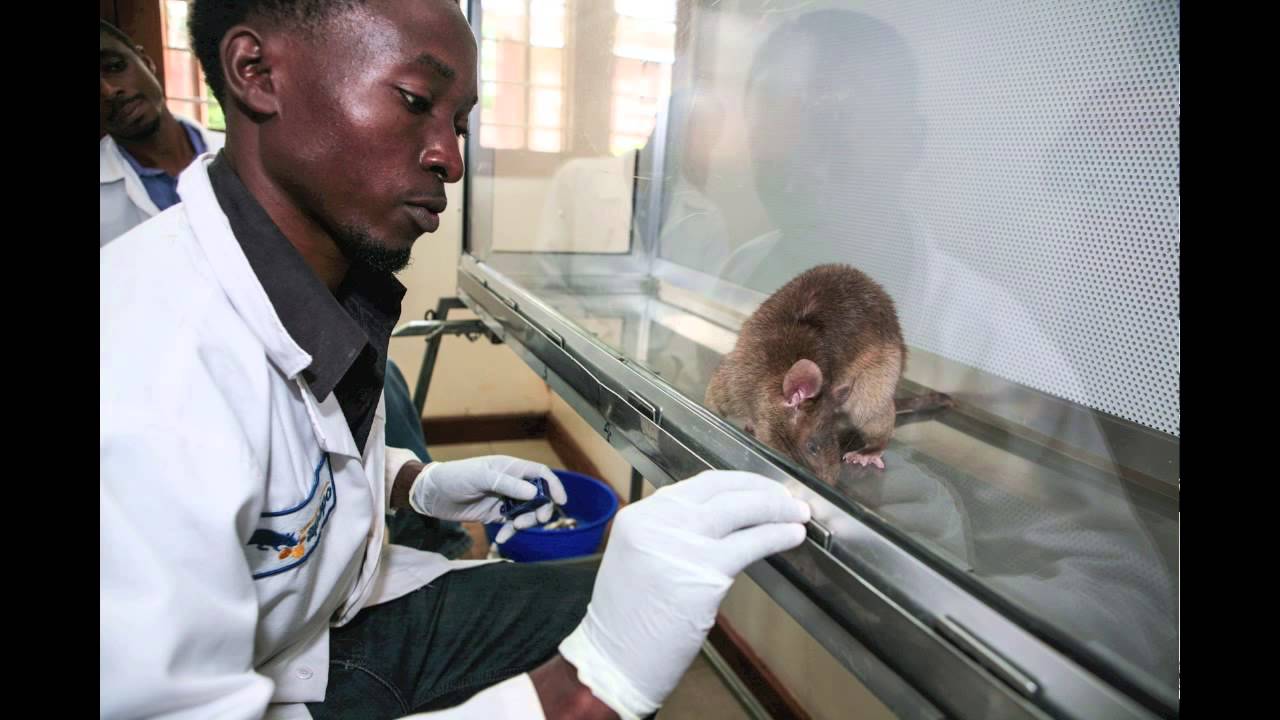 Bomb-Sniffing Rats - YouTube