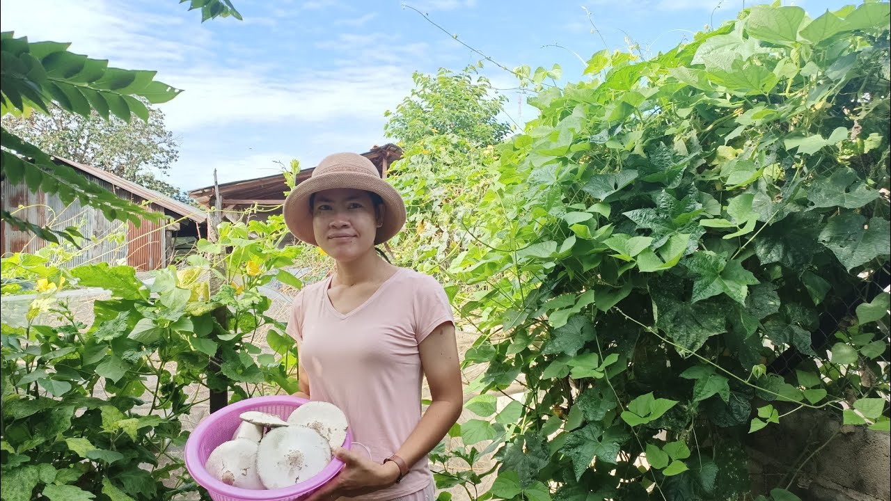 ដកផ្សិត/Cut Mushrooms - YouTube