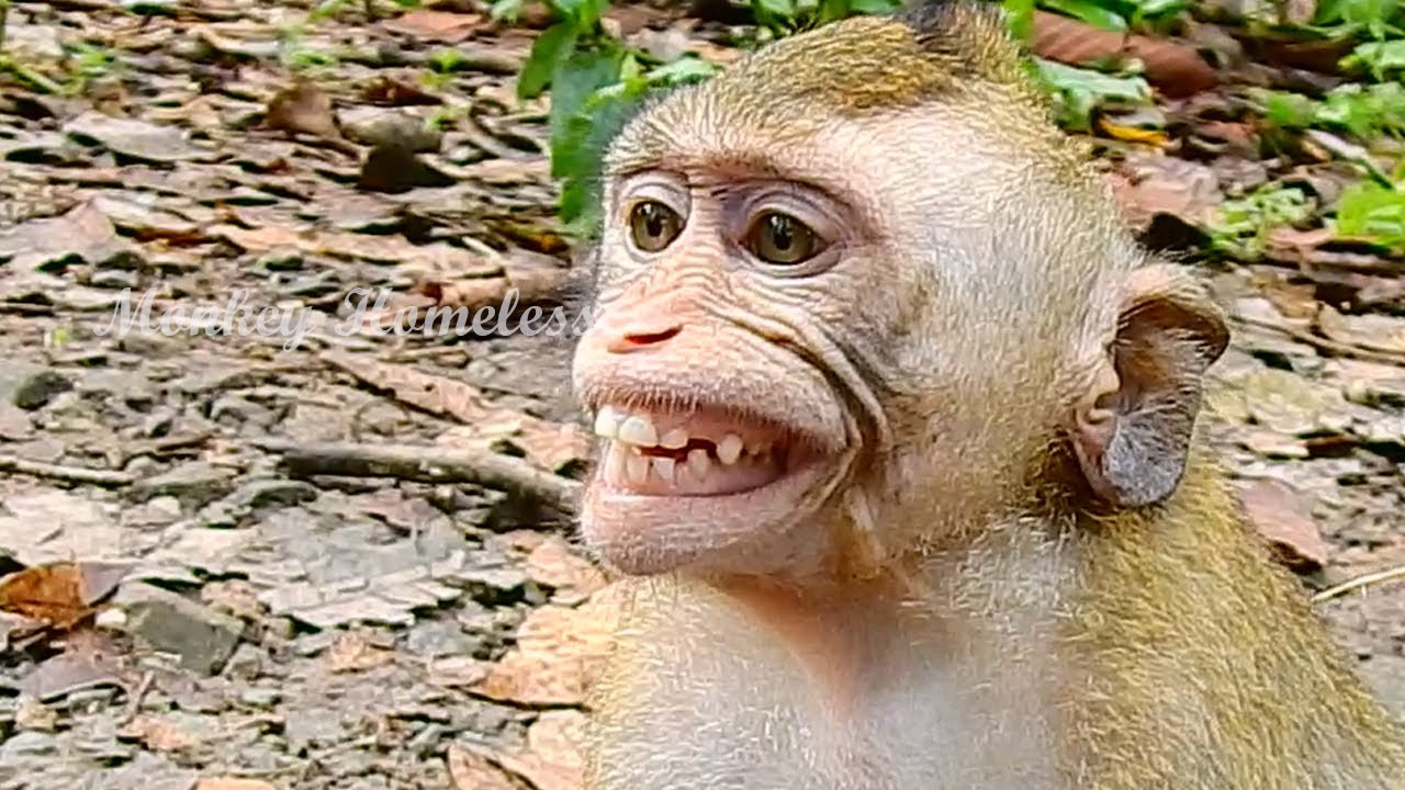 MONKEY POPOY WHAT HAPPEN ON YOU BOY