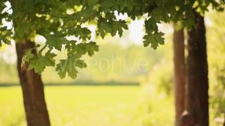 Maple Leaves On The Background Field (Stock Footage)